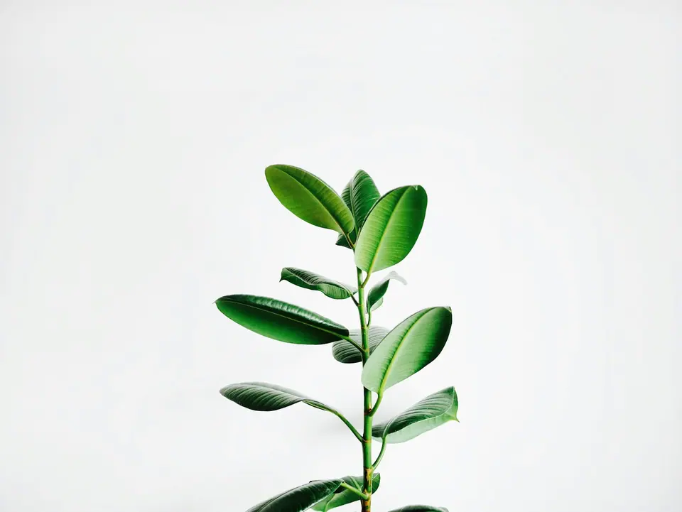 Ảnh minh họa botanical · chăm sóc thiên nhiên