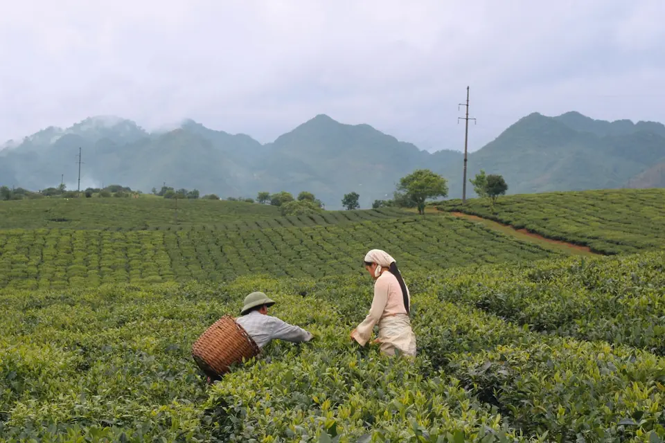 Làm việc trực tiếp với 18 nông hộ.